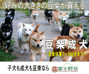 Mame-shiba Puppies and adult dogs are available at Fujinosou.